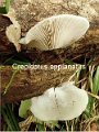Crepidotus applanatus-amf719